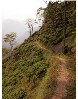 Nos mélanges naturels de...